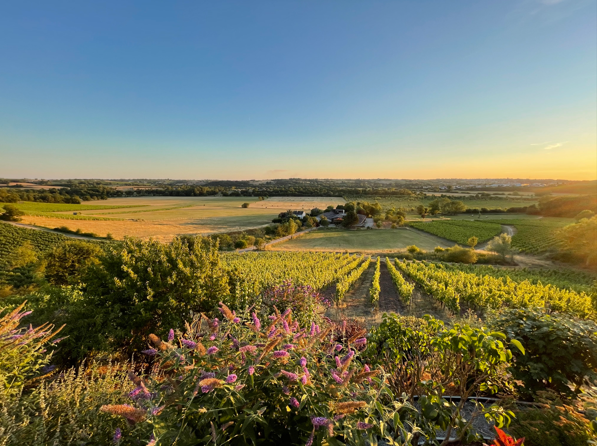 vignes-domaine-coteaux-blancs